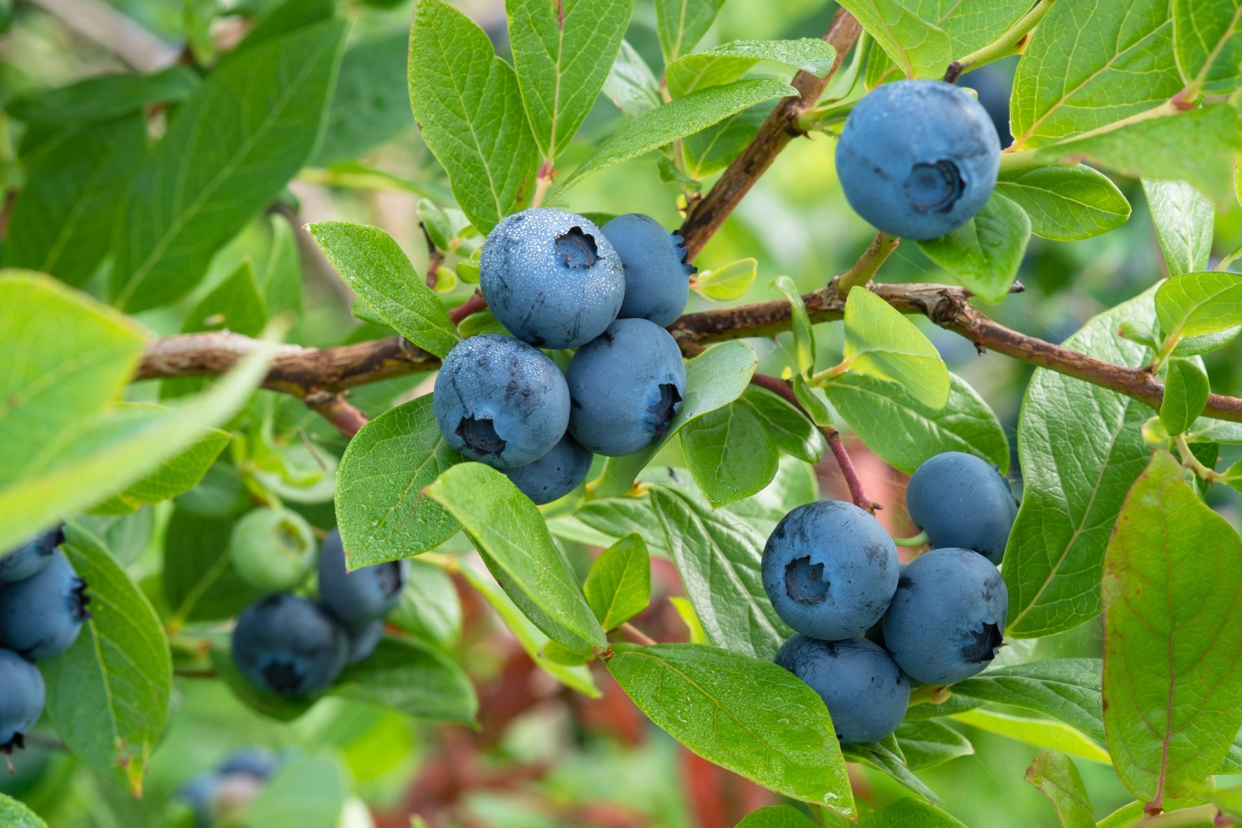 helathy snack options in minneapolis and st paul